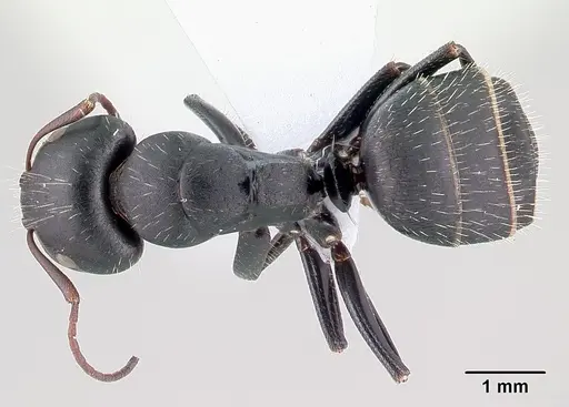 Camponotus aegaeus specimen CASENT0179874 image casent0179874_1