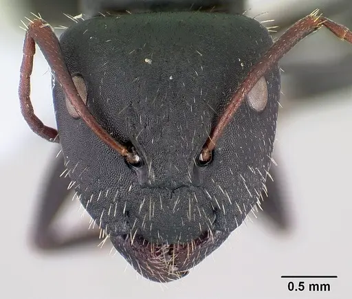 Camponotus aegaeus specimen CASENT0179874 image casent0179874_2