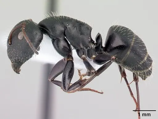 Camponotus aegaeus specimen CASENT0179874 image casent0179874_3