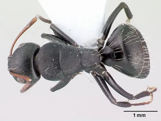 Camponotus aegaeus specimen CASENT0179875 image casent0179875_1