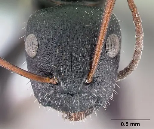 Camponotus aegaeus specimen CASENT0179875 image casent0179875_2