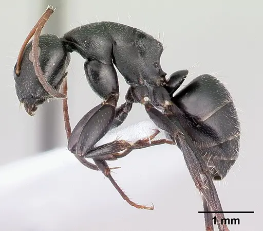 Camponotus aegaeus specimen CASENT0179875 image casent0179875_3