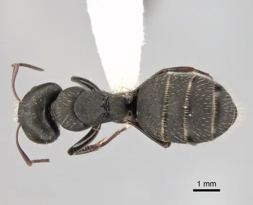 Camponotus aegaeus specimen CASENT0882035 image casent0882035_1