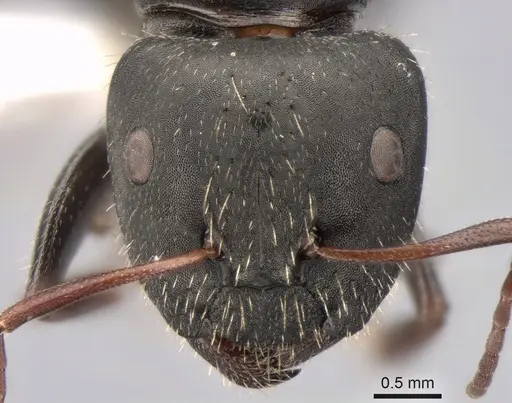 Camponotus aegaeus specimen CASENT0882035 image casent0882035_2