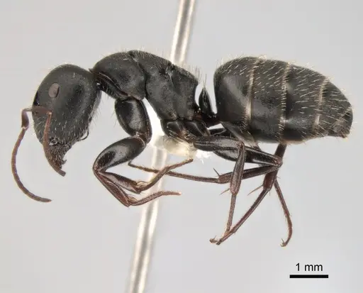 Camponotus aegaeus specimen CASENT0882035 image casent0882035_3