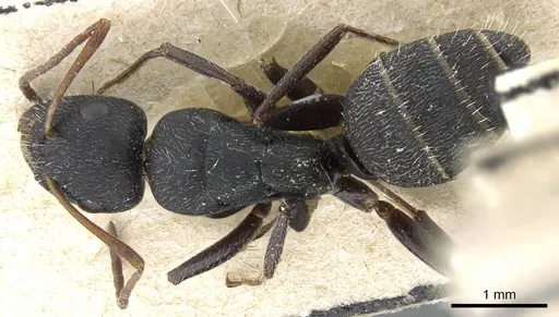 Camponotus aegaeus specimen CASENT0905395 image casent0905395_1