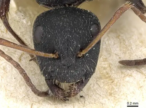 Camponotus aegaeus specimen CASENT0905395 image casent0905395_2