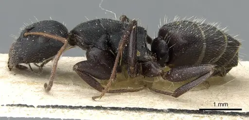 Camponotus aegaeus specimen CASENT0905395 image casent0905395_3