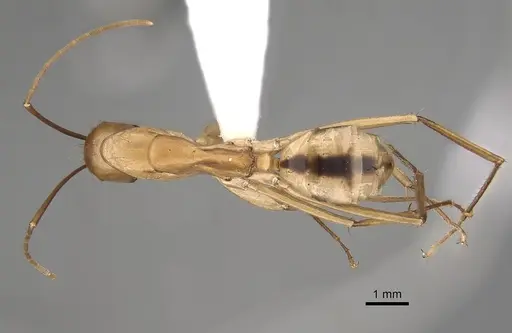 Camponotus aegyptiacus specimen CASENT0280280 image casent0280280_1