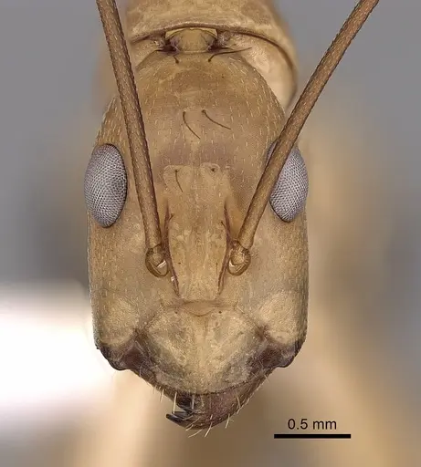 Camponotus aegyptiacus specimen CASENT0280280 image casent0280280_2