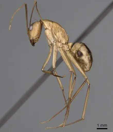 Camponotus aegyptiacus specimen CASENT0280280 image casent0280280_3
