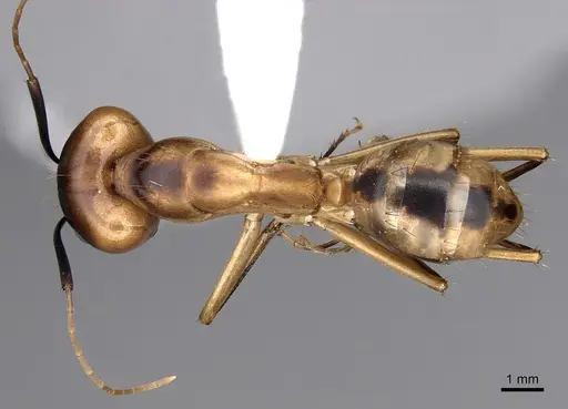 Camponotus aegyptiacus specimen CASENT0280281 image casent0280281_1