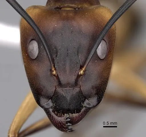 Camponotus aegyptiacus specimen CASENT0280281 image casent0280281_2