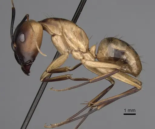 Camponotus aegyptiacus specimen CASENT0280281 image casent0280281_3