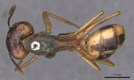 Camponotus aegyptiacus specimen CASENT0905264 image casent0905264_1