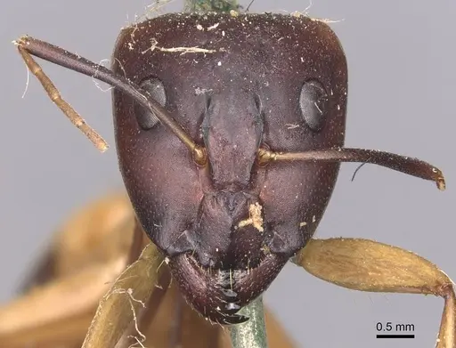 Camponotus aegyptiacus specimen CASENT0905264 image casent0905264_2