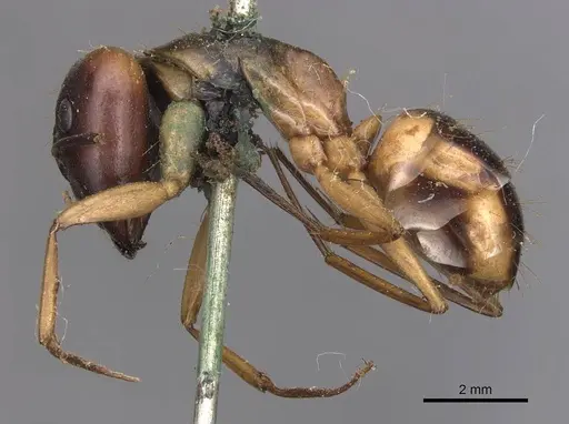Camponotus aegyptiacus specimen CASENT0905264 image casent0905264_3