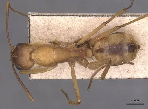 Camponotus aegyptiacus specimen CASENT0905265 image casent0905265_1
