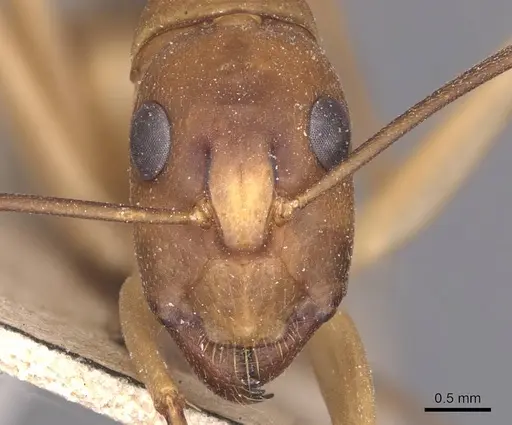 Camponotus aegyptiacus specimen CASENT0905265 image casent0905265_2