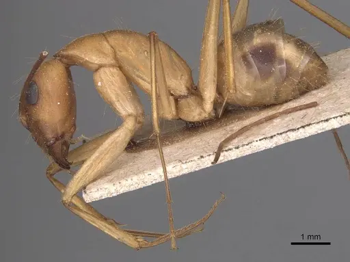 Camponotus aegyptiacus specimen CASENT0905265 image casent0905265_3