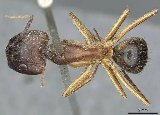 Camponotus aegyptiacus specimen CASENT0911887 image casent0911887_1