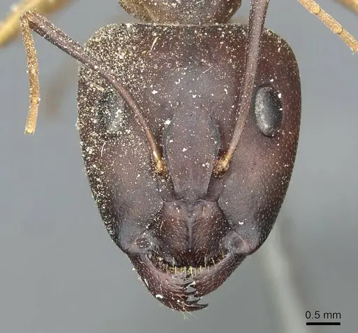 Camponotus aegyptiacus specimen CASENT0911887 image casent0911887_2