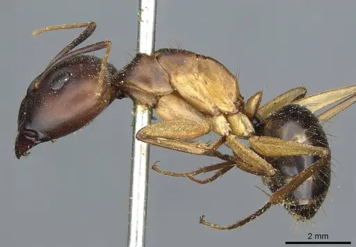 Camponotus aegyptiacus specimen CASENT0911887 image casent0911887_3