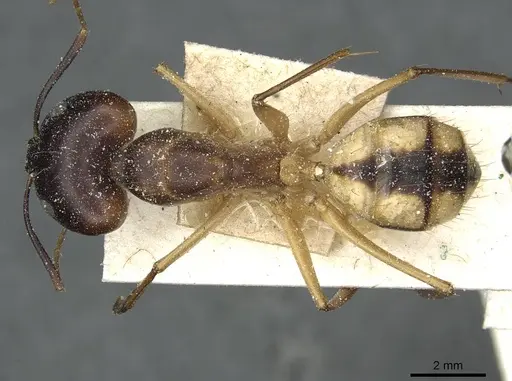 Camponotus aegyptiacus specimen CASENT0911888 image casent0911888_1