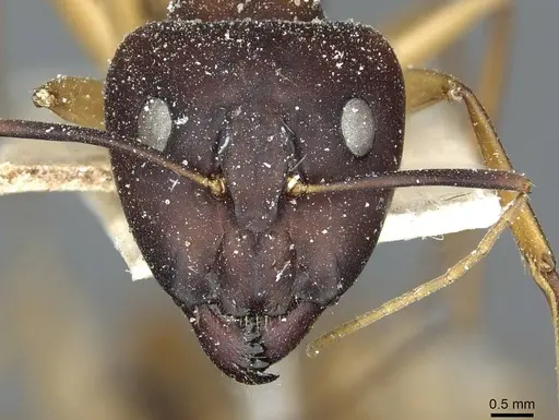 Camponotus aegyptiacus specimen CASENT0911888 image casent0911888_2