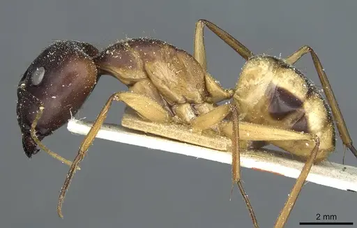 Camponotus aegyptiacus specimen CASENT0911888 image casent0911888_3