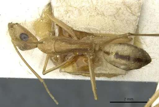 Camponotus aegyptiacus specimen CASENT0911889 image casent0911889_1