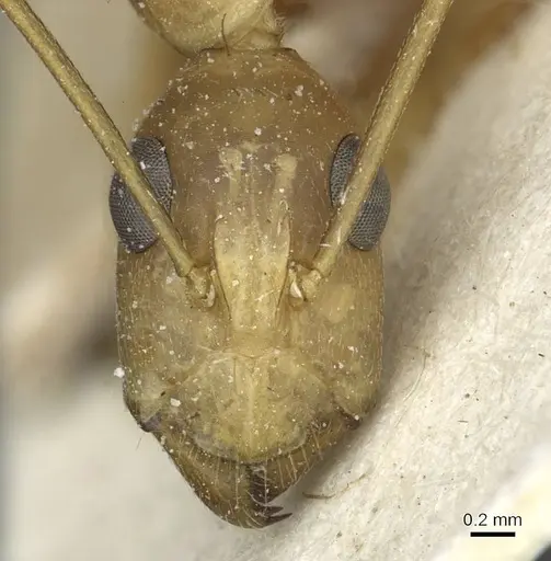Camponotus aegyptiacus specimen CASENT0911889 image casent0911889_2