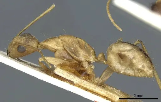 Camponotus aegyptiacus specimen CASENT0911889 image casent0911889_3