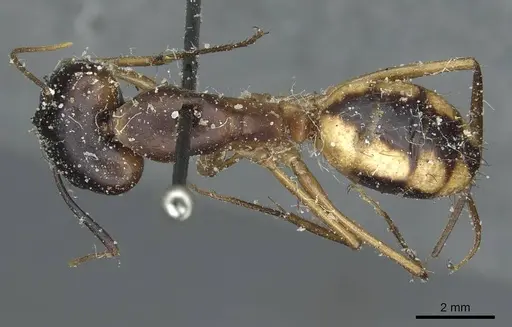 Camponotus aegyptiacus specimen CASENT0911890 image casent0911890_1