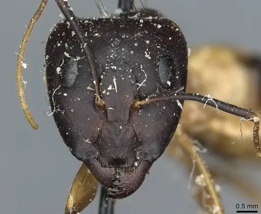 Camponotus aegyptiacus specimen CASENT0911890 image casent0911890_2