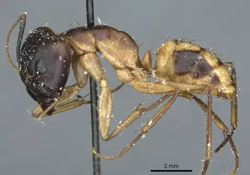Camponotus aegyptiacus specimen CASENT0911890 image casent0911890_3