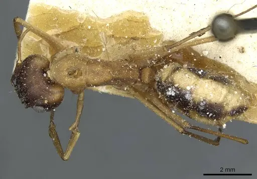 Camponotus aegyptiacus specimen CASENT0911891 image casent0911891_1