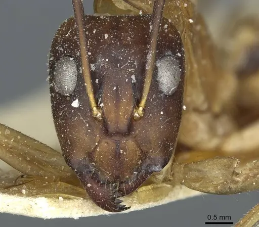 Camponotus aegyptiacus specimen CASENT0911891 image casent0911891_2