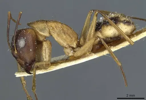 Camponotus aegyptiacus specimen CASENT0911891 image casent0911891_3