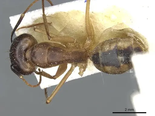 Camponotus aegyptiacus specimen CASENT0911892 image casent0911892_1