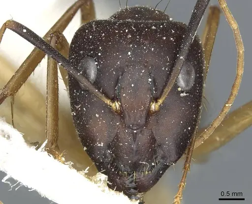 Camponotus aegyptiacus specimen CASENT0911892 image casent0911892_2