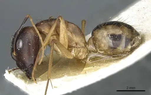 Camponotus aegyptiacus specimen CASENT0911892 image casent0911892_3