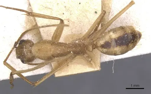 Camponotus aegyptiacus specimen CASENT0911893 image casent0911893_1