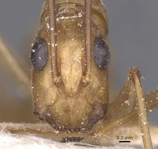 Camponotus aegyptiacus specimen CASENT0911893 image casent0911893_2