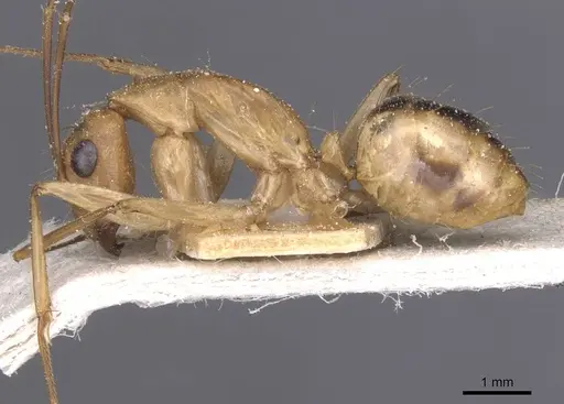Camponotus aegyptiacus specimen CASENT0911893 image casent0911893_3