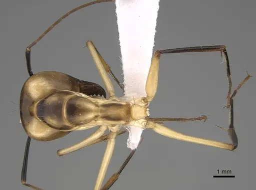 Camponotus aegyptiacus specimen CASENT0922848 image casent0922848_1