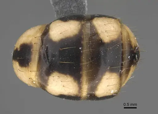 Camponotus aegyptiacus specimen CASENT0922848 image casent0922848_2