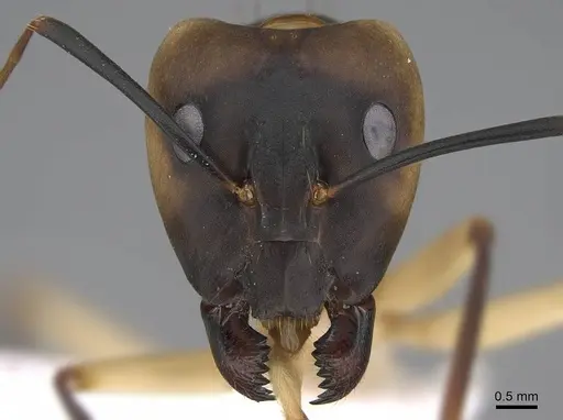 Camponotus aegyptiacus specimen CASENT0922848 image casent0922848_3