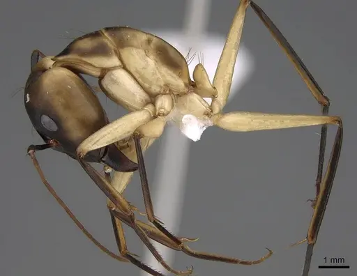 Camponotus aegyptiacus specimen CASENT0922848 image casent0922848_4