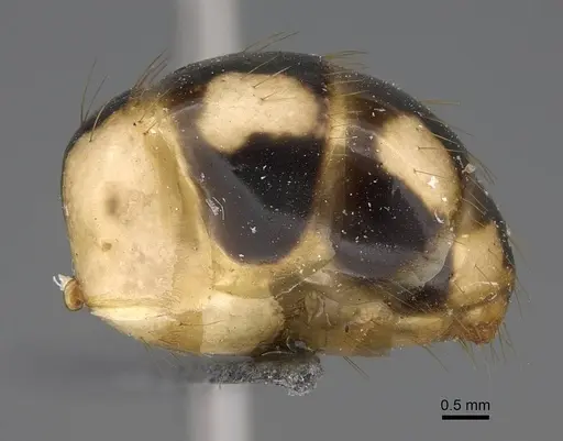 Camponotus aegyptiacus specimen CASENT0922848 image casent0922848_5